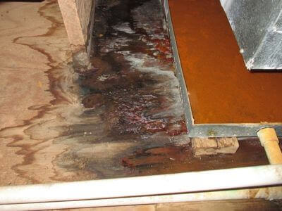 About Elwood Basement Mold Remediation - basement mold remediation experts in Elwood